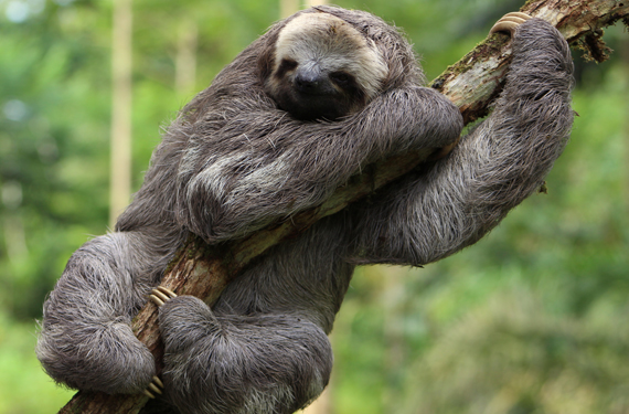 Animal holding onto a branch