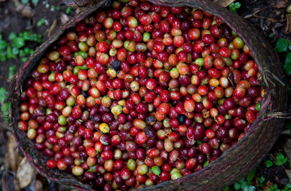 Berries in a basket