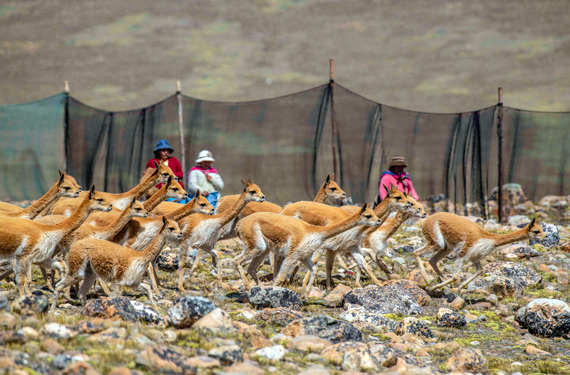 Animals running